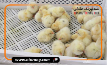 عرضه جوجه 1 روزه به بازارگاه به دلیل یک سری ابهامات فعلاً منتفی است